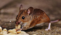 24 Hour & Emergency Exterminators in Brockton, MA